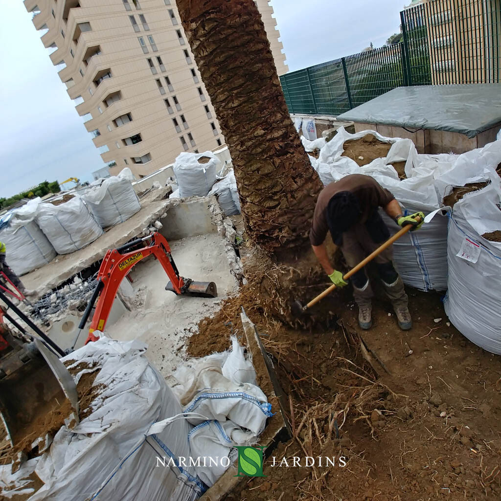 Moving a palm tree, uprooting