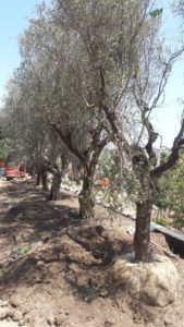 Plantation of a beautiful olive hedge taken in a historic villa by the sea