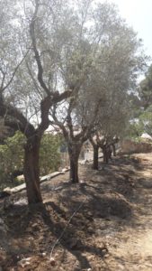 Plantation d'une belle haie d'oliviers prise dans une villa historique du bord de mer