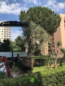 A crane to plant an olive tree
