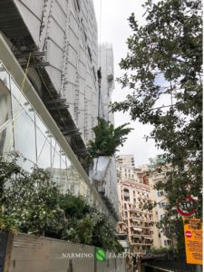 A lifting crane lifts palm trees