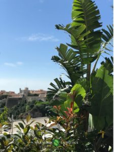 Les plantes sont en place dans leur sol