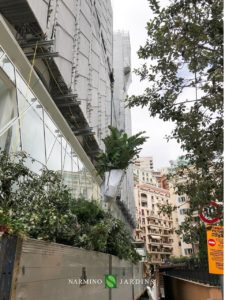 A lifting crane lifts palm trees and other types of plants