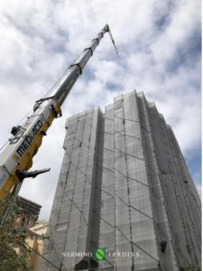 A lifting crane lifts palm trees and other types of plants