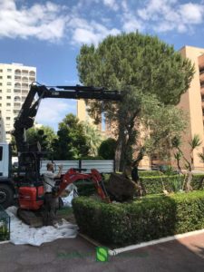 Plantation of an olive tree in Monaco