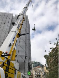 A lifting crane lifts palm trees and other types of plants