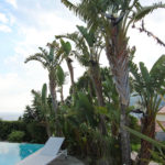 Des palmiers majestueux entourent la piscine