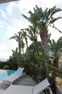 Des palmiers majestueux entourent la piscine