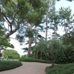 Des pins élagués et entretenus par Narmino Jardins
