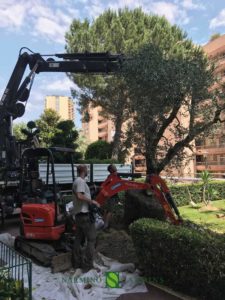 Plantation of an olive tree in Monaco