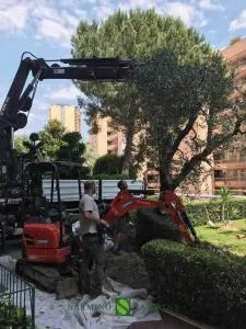 Plantation d'un olivier à Monaco