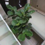 Une plante d'intérieur dans les escaliers
