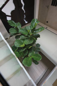 Une plante d'intérieur dans les escaliers