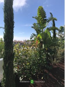 A hanging garden above Monaco