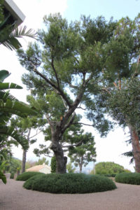 Arbres et jardins d'une villa à Roquebrune Cap Martin