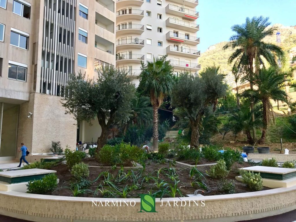 Déplacement et plantation d'oliviers à Monaco