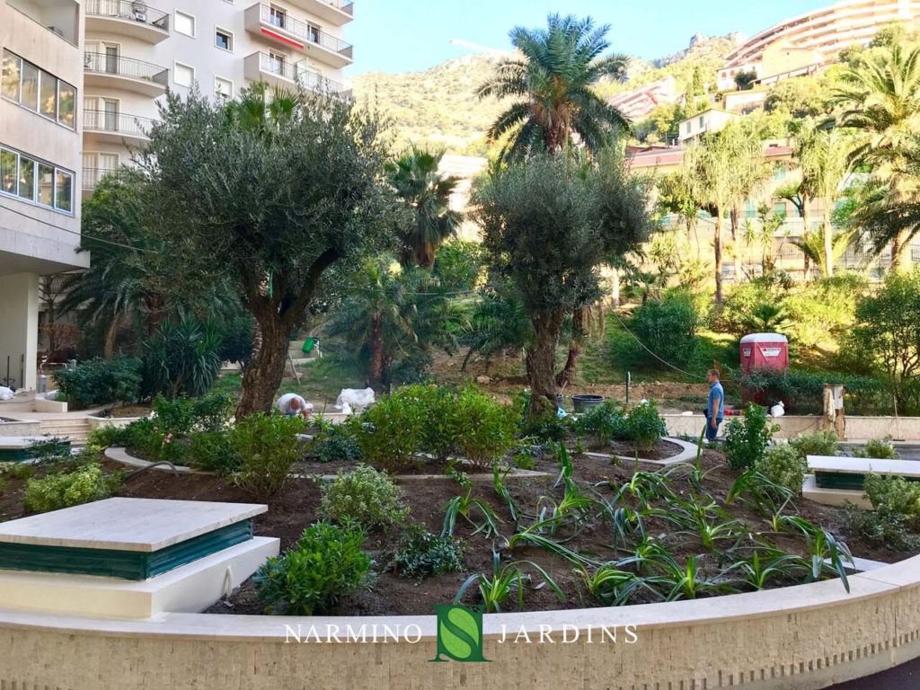 Displacement of an olive tree in Monaco