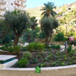 Displacement of an olive tree in Monaco