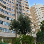 Displacement of an olive tree in Monaco