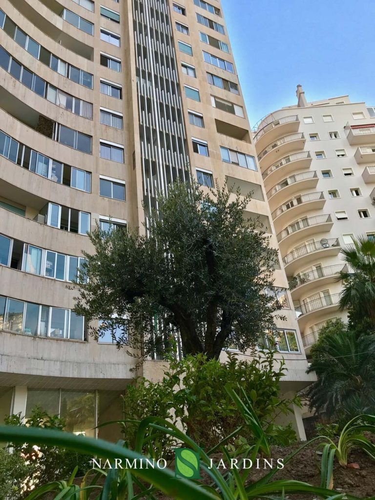 Displacement of an olive tree in Monaco