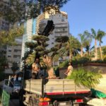 Displacement of an olive tree in Monaco