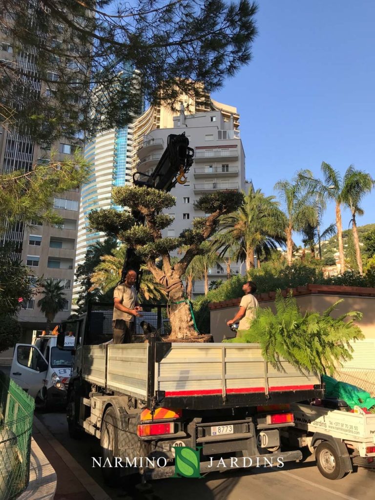 Displacement of an olive tree in Monaco