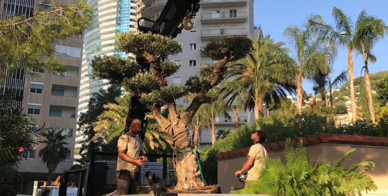 Displacement of an olive tree in Monaco