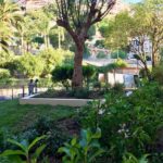 Déplacement d'un olivier à Monaco