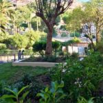 Displacement of an olive tree in Monaco