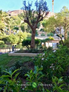 Displacement of an olive tree in Monaco