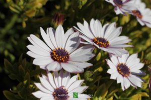 Zoom sur une fleur