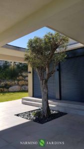 Each olive tree has found its location in this architect's villa!