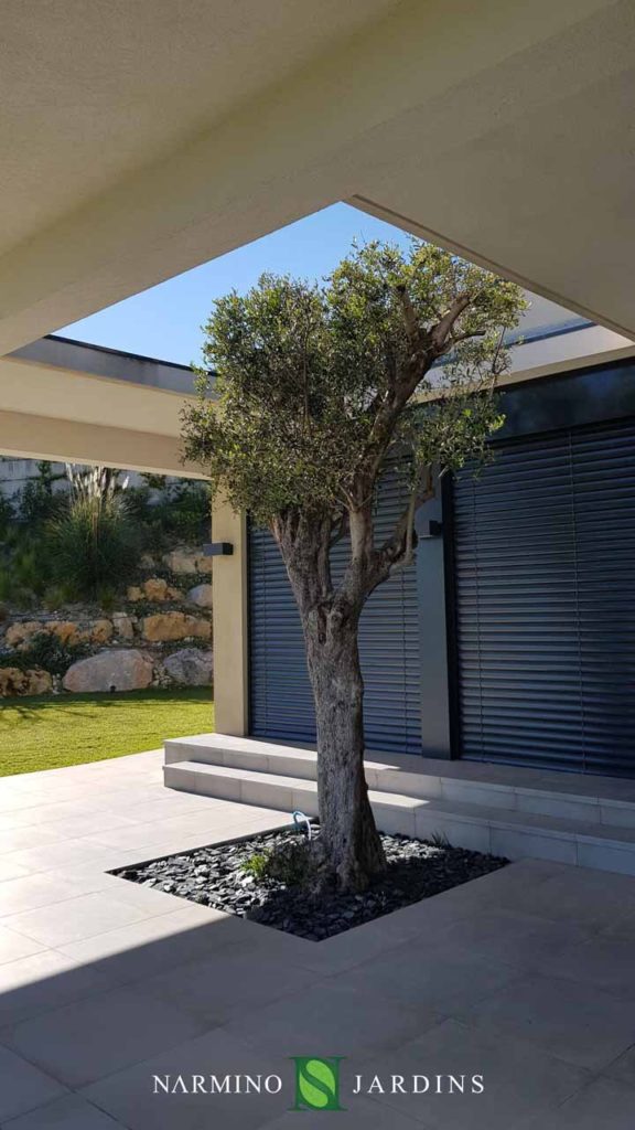 Each olive tree has found its location in this architect's villa!
