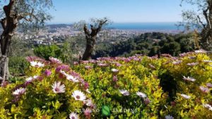 Plantes en fleur au printemps