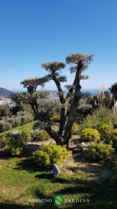 View of the olive trees lining the houses