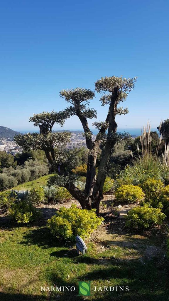View of the olive trees lining the houses