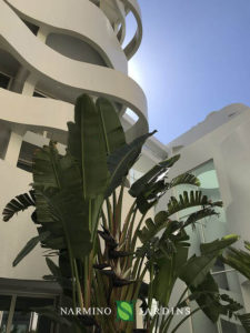 A palm tree in front of the Stella building in Monaco