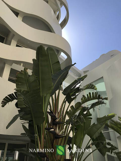 A palm tree in front of the Stella building in Monaco