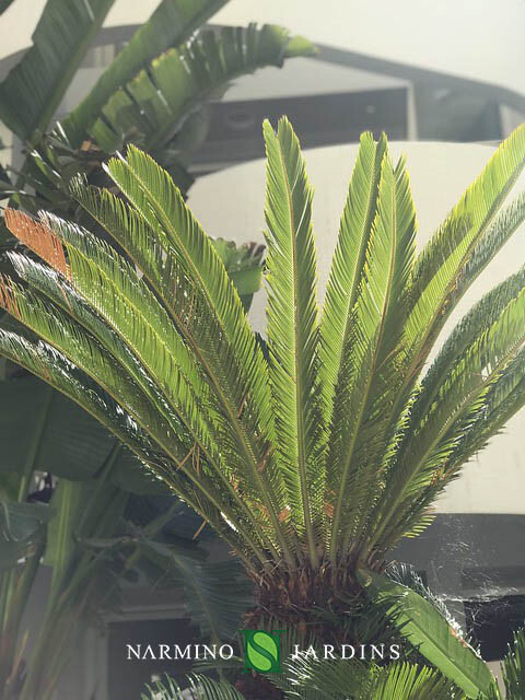 A palm tree in front of the Stella building in Monaco