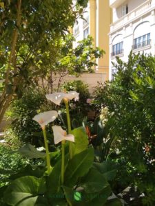 Close-up on some plants