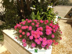 Des fleurs roses embellissent cette jardinière