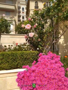 Pink flowers embellish this planter