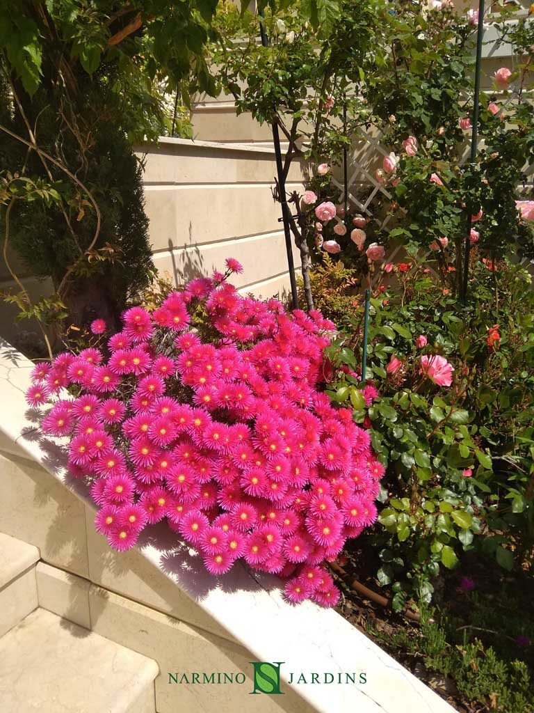 Des fleurs roses embellissent cette jardinière