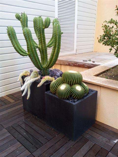 Un bac avec de beaux cactus pour décorer cette villa