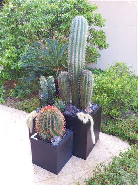 Des cactus pour décorer une terrasse dans une ambiance minérale