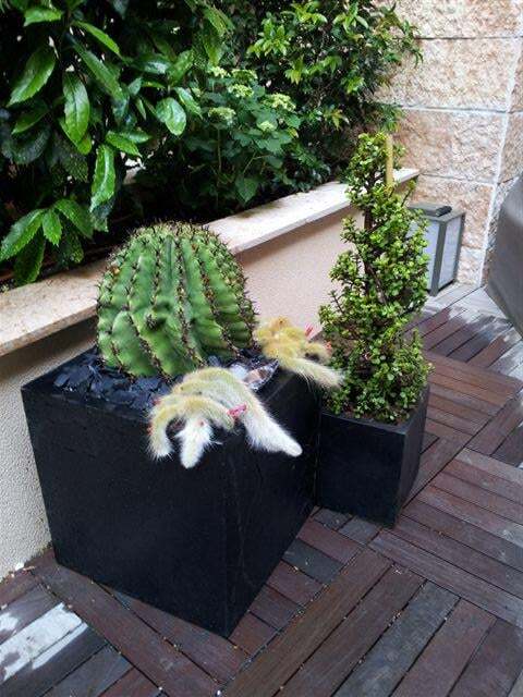 Des cactus installés pour décorer une terrasse