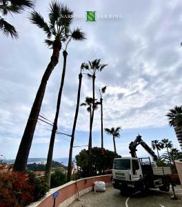 Intervention sur des palmiers au Parc Saint Roman