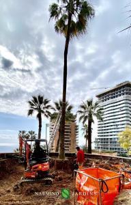The displacement of giant palm trees in Monaco