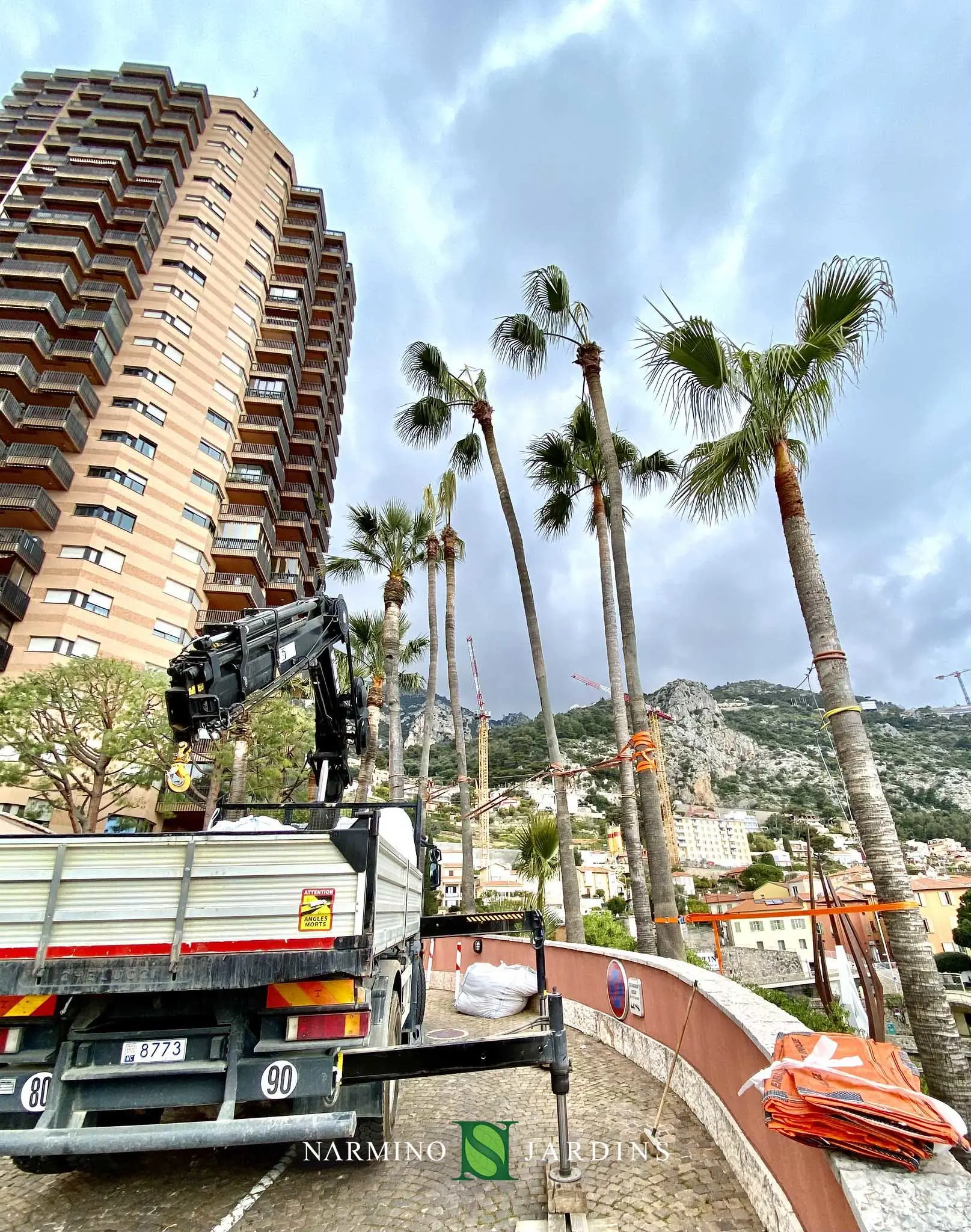 Displacement of a giant palm tree