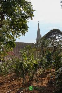 Une large jardinière avec arbres